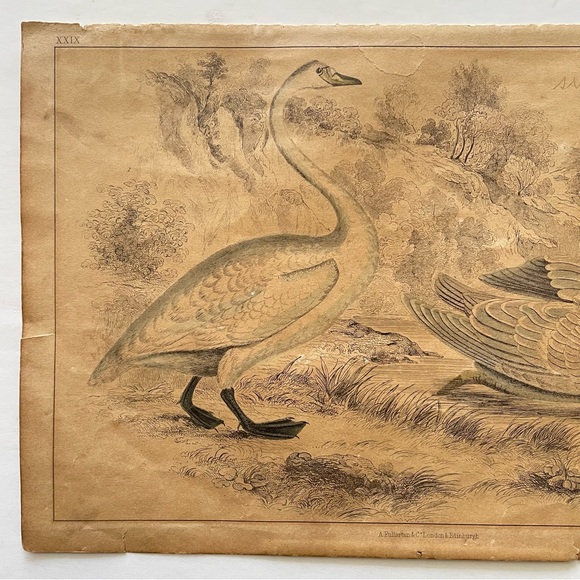 Antique Bird Illustrations - book plate etchings - Picture 11 of 15